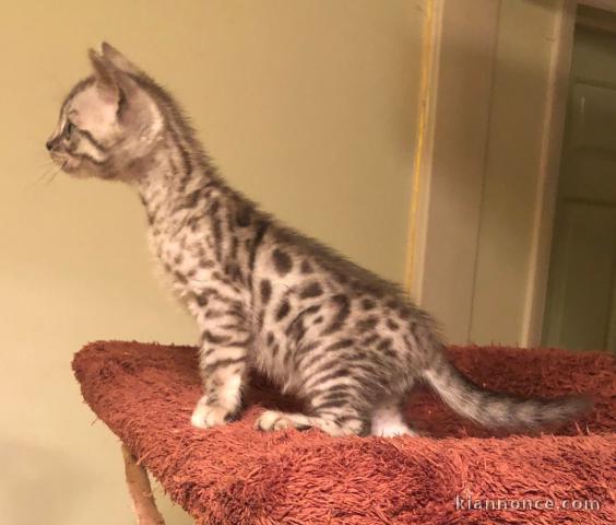 Chatons race pure bengal loof  