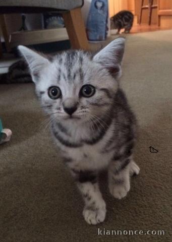 Superbes bébés chats tigrés en adoption