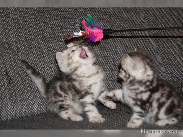 2 adorables chatons British sevrés