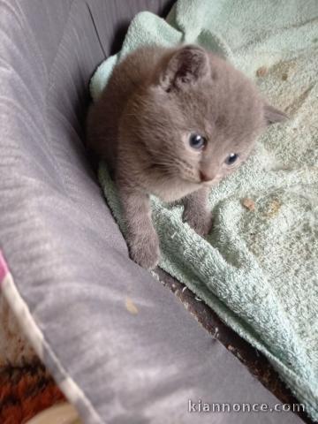 Adorable chaton chartreux