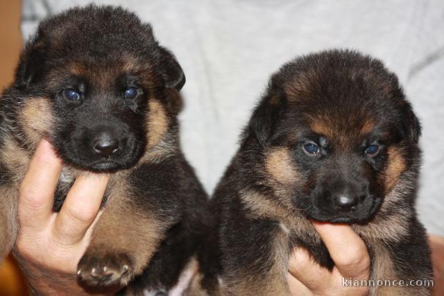 magnifiques chiots type Berger Allemand contre bon soin 