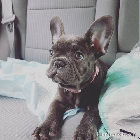 magnifiques chiots type Bouledogue Français contre bon soin