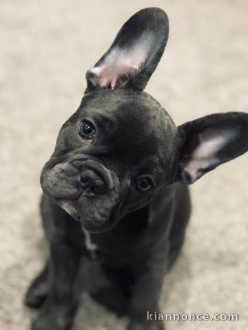 magnifiques chiots type Bouledogue Français contre bon soin