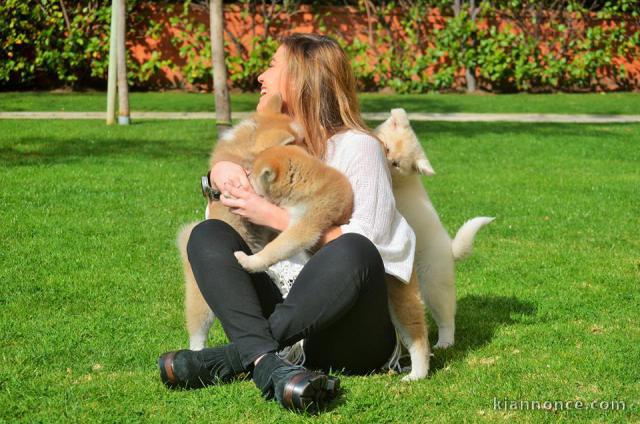 A donner Chiots de race Akita inu 