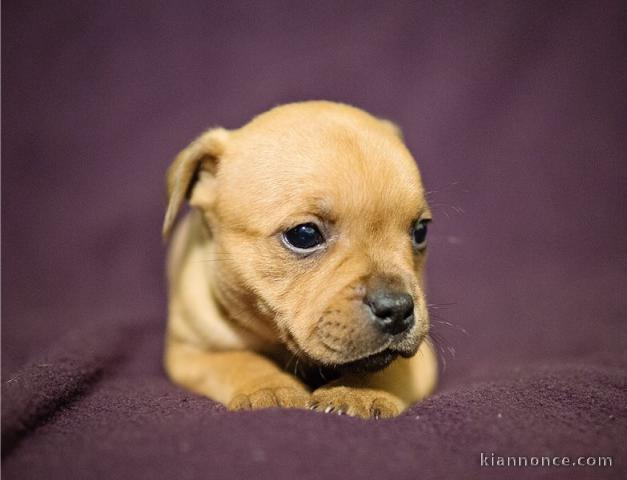 A donner Chiots staffordshire bull terrier