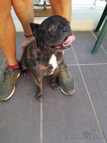 superbes chiots type Bouledogue Français a donner