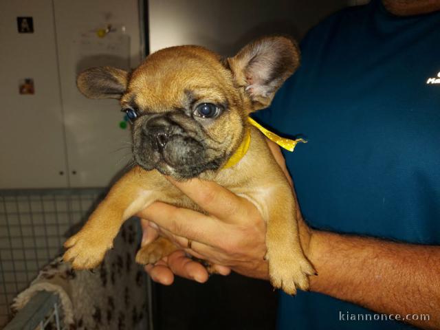 superbes chiots type Bouledogue Français a donner