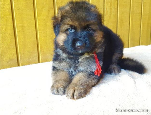 Chiots berger allemand LOOF