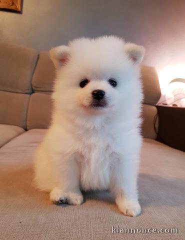 A donner chiots spitz nain