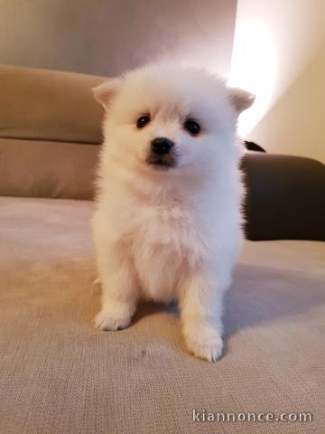 A donner chiots spitz nain