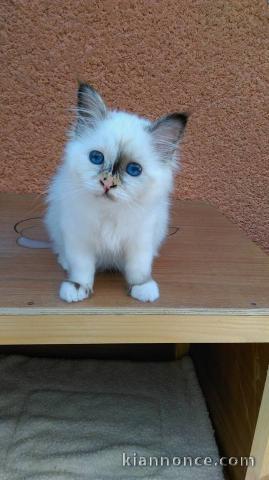 Quatre très beau chatons de race Sacré de Birmanie