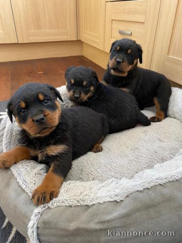 Magnifique chiots Rottweiler lof