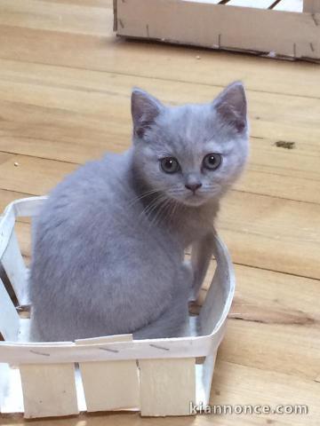 A donner chatons british shorthair