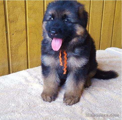 Chiots berger allemand LOOF