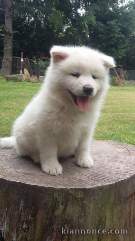 Chiots akita inu lof a donner