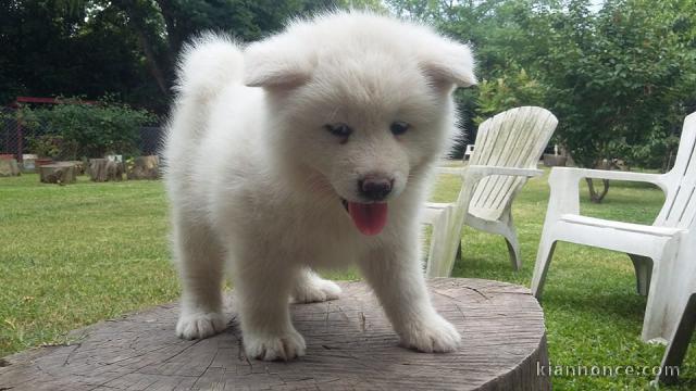 Chiots akita inu lof a donner