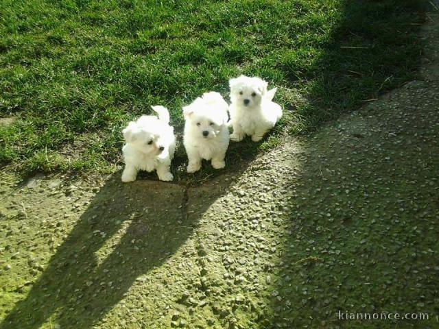 Chiots bichon maltais de pure race 