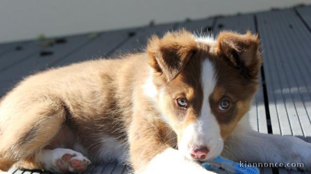 Chiots Border Collie adorable