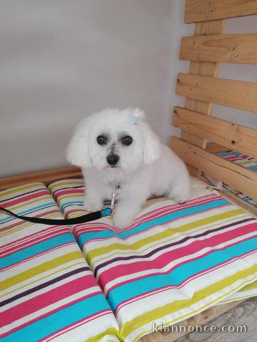 Chiot Bichon frise Sympa