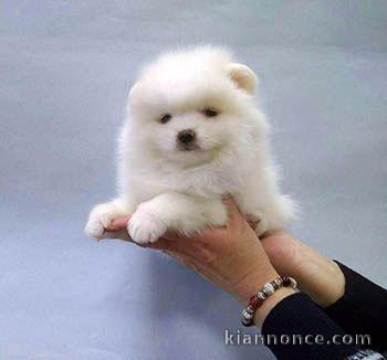 SPITZ POMERANIAN type NOUNOURS