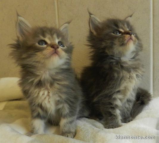 chaton maine coon non loof