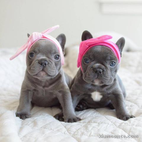 chiots bouledogue français lof