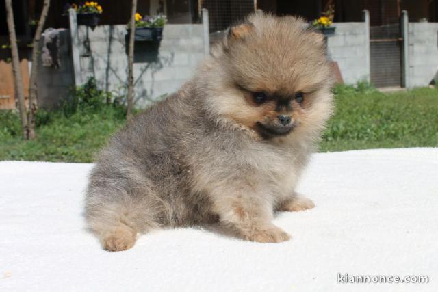 SPITZ POMERANIAN type NOUNOURS