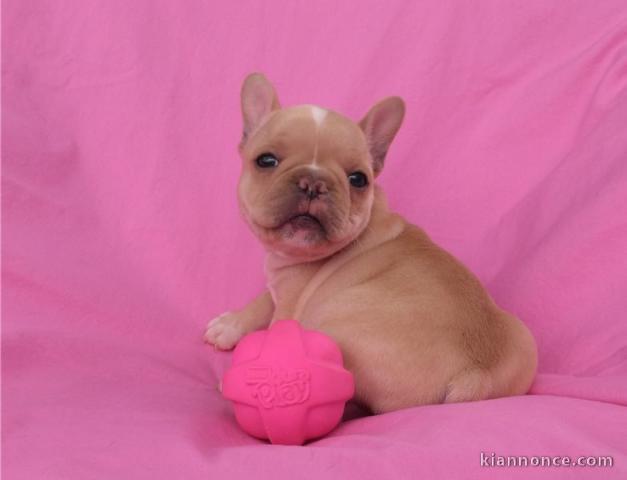 A donner chiots bouledogue français