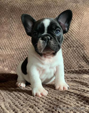 superbes chiots type Bouledogue Français a donner