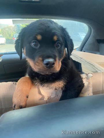 Magnifique chiots Rottweiler lof