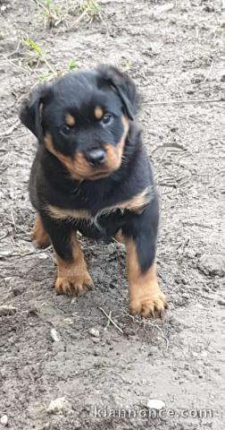 Magnifique chiots Rottweiler lof