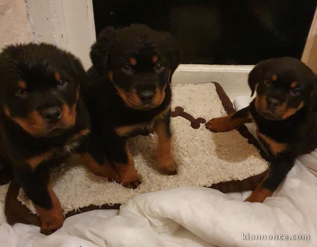 Magnifique chiots Rottweiler lof