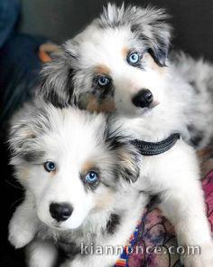 Magnifiques chiots bergers australiens LOF