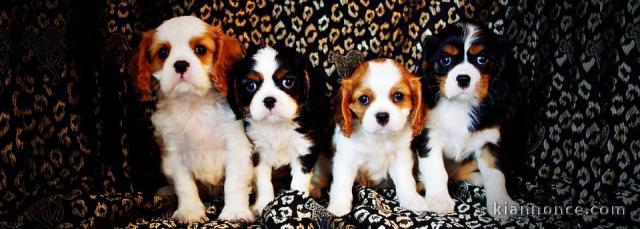 jolis petits cavaliers king charles