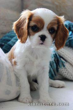 jolis petits cavaliers king charles