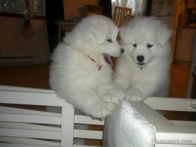 A donner magnifiques chiots Samoyede 