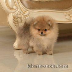 manifique bb chiots spitz pomeranien