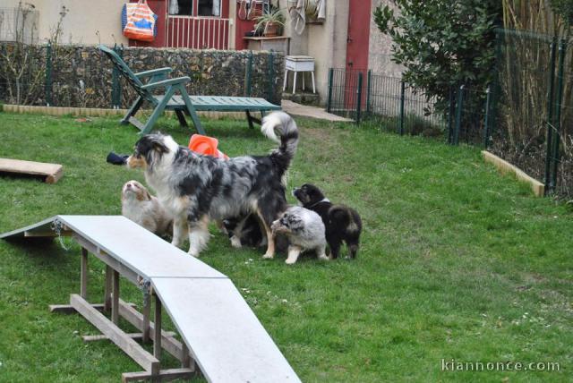 A donner chiots berger australien