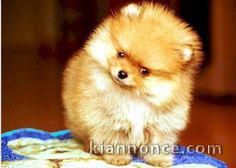 manifique bb chiots spitz pomeranien