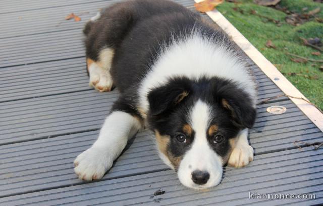 Chiots Border Collie adorable