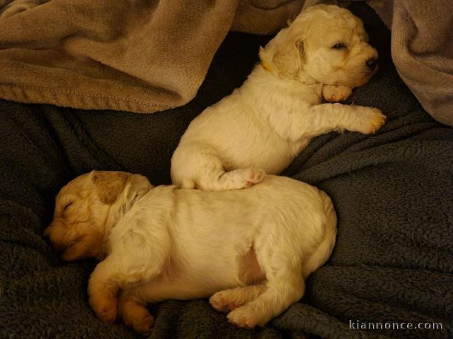 Donne contre bon soins Magnifiques chiots bichon frise lof 