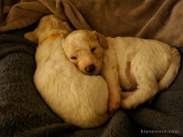 Donne contre bon soins Magnifiques chiots bichon frise lof 