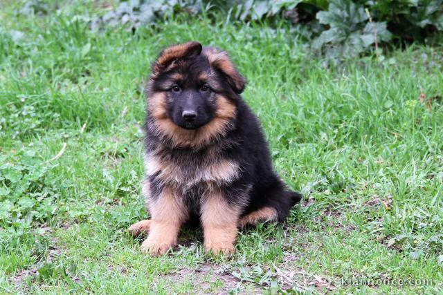 chiot berger allemand