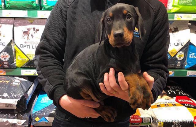 Chiot Dobermann adorable