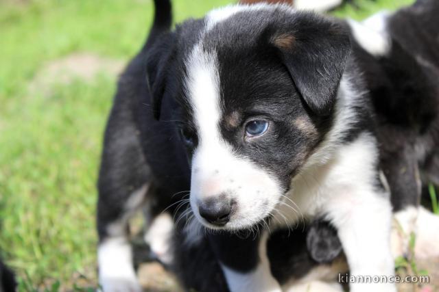 Chiots Border Collie adorable