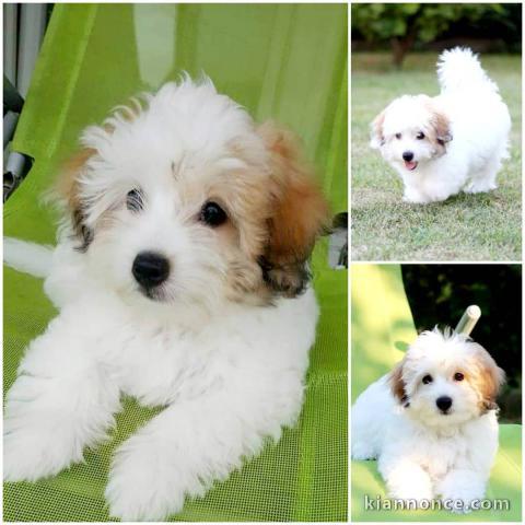 Chiot Coton de Tulear