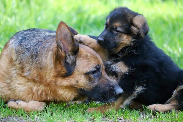 chiot berger allemand