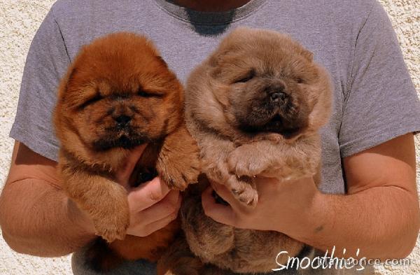 Chiots chowchow a donner