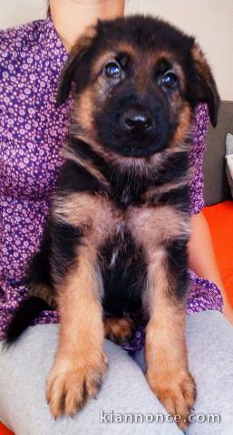 chiot berger allemand