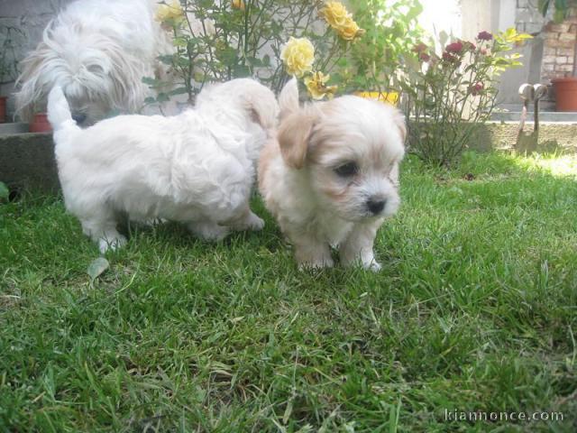 Donne contre bon soins Magnifiques chiots bichon frise lof